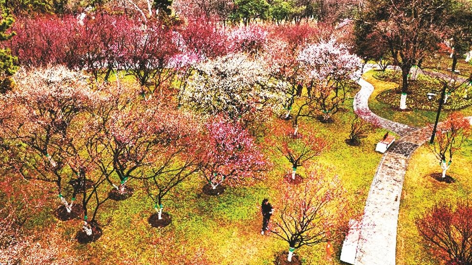 踏青赏梅，文明之花最美